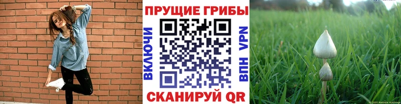 Псилоцибиновые грибы прущие грибы  Купить где  Егорьевск 